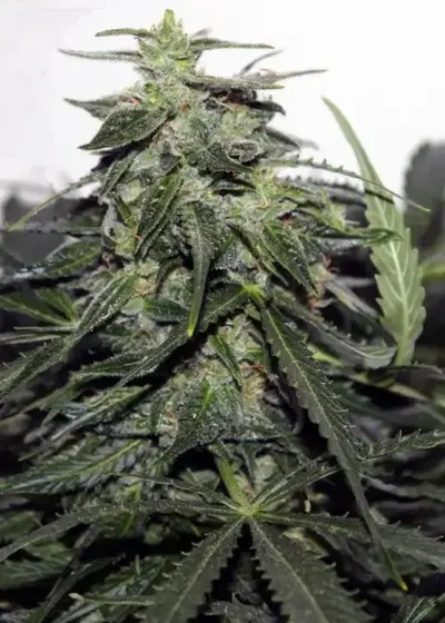 Explode Auto by Green Bud Seeds, Autoflower cannabis strain