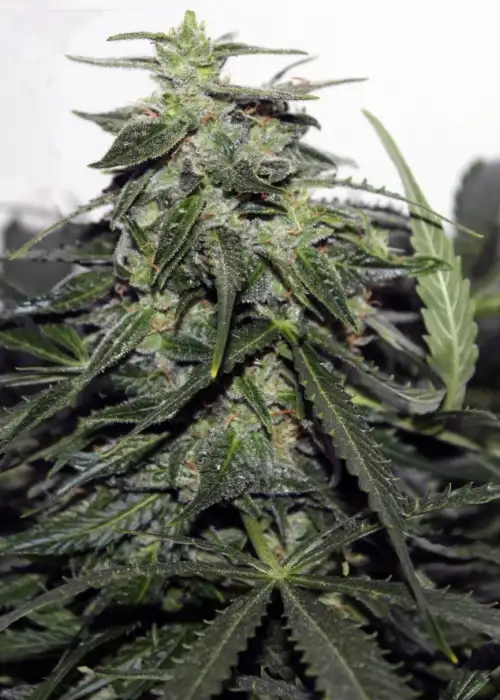 Explode Auto by Green Bud Seeds, Autoflower cannabis strain