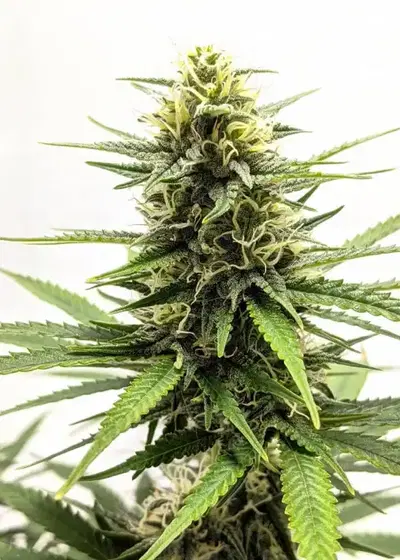 Extreme Impact Auto by Heavyweight Seeds, Autoflower cannabis strain
