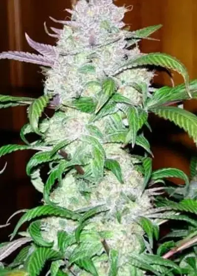 F-13 by DJ Short, Photoperiod cannabis strain