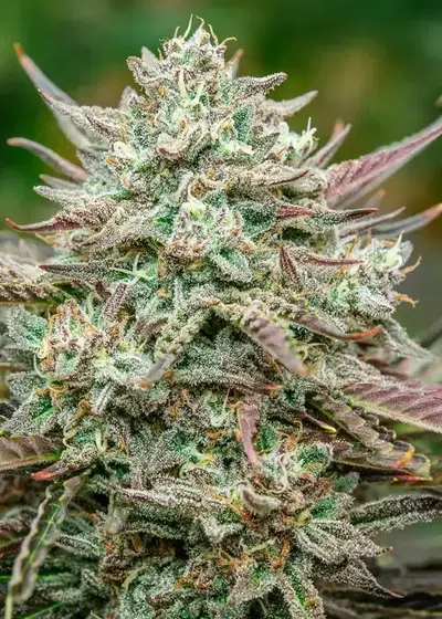 Face Fat by Atlas Seed, Autoflower cannabis strain