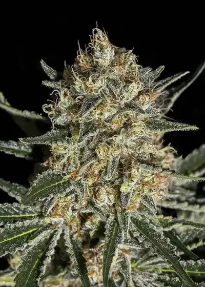 Face Off Og Bilbo by Genehtik, Photoperiod cannabis strain
