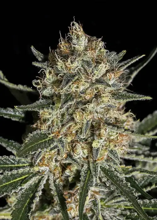 Face Off Og Bilbo by Genehtik, Photoperiod cannabis strain