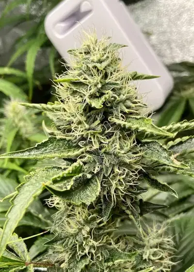 Fader Actual by Ocean Grown Seeds, Photoperiod cannabis strain