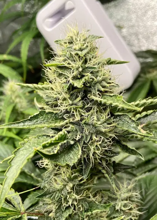 Fader Actual by Ocean Grown Seeds, Photoperiod cannabis strain