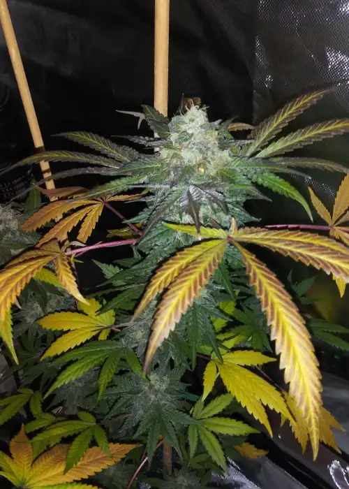 Fainting Goat by The Bank Genetics, Photoperiod cannabis strain