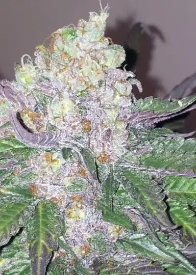 Fallen Angel by The Devils Harvest Seeds, Photoperiod cannabis strain