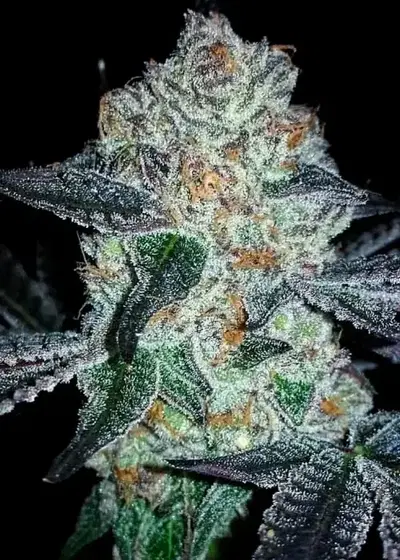 False Teeth V2 by Dungeons Vault Genetics, Photoperiod cannabis strain