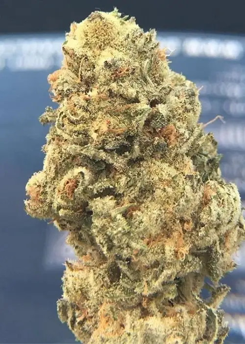 False Teeth V3 by Dungeons Vault Genetics, Photoperiod cannabis strain