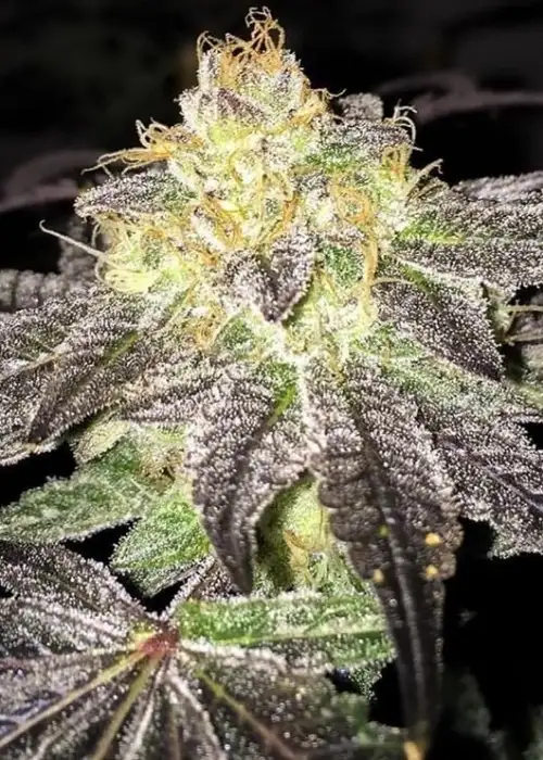 False Teeth by Dungeons Vault Genetics, Photoperiod cannabis strain