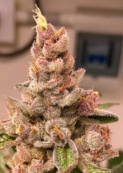 Fancy Don Rouch by R-Kiem Seeds, Photoperiod cannabis strain