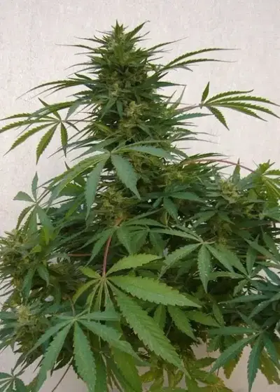 Far Out by Mandala, Photoperiod cannabis strain