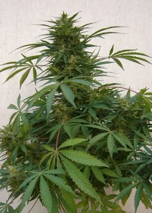Far Out by Mandala, Photoperiod cannabis strain