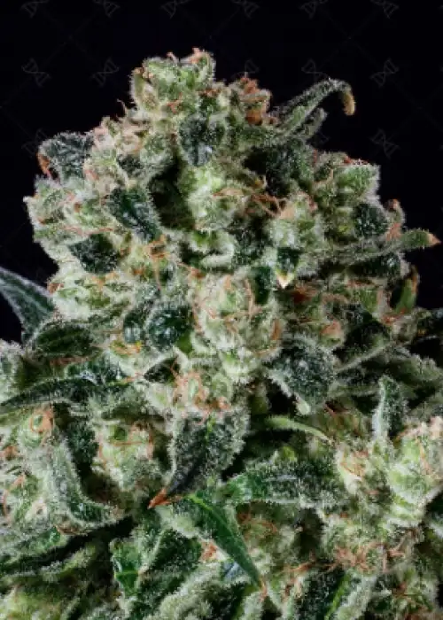 Farm Cheese by Genofarm, Photoperiod cannabis strain
