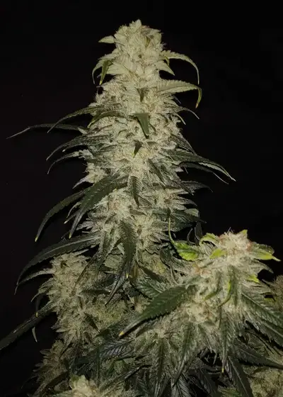 Fast Big Gorilla by Big Seedbank, Photoperiod cannabis strain