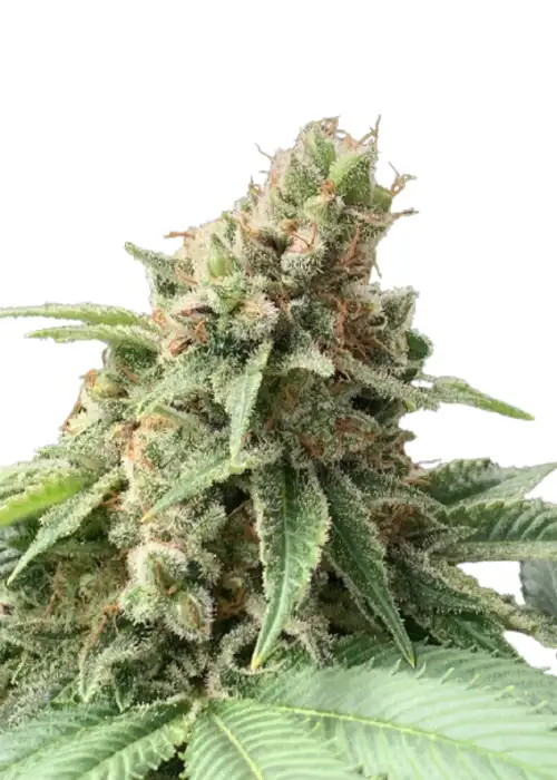 Fast Diesel genetics fem by IZI Seeds, Photoperiod cannabis strain