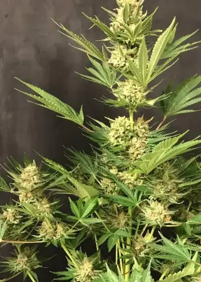 Fast Diesel by Real Gorilla Seeds, Autoflower cannabis strain