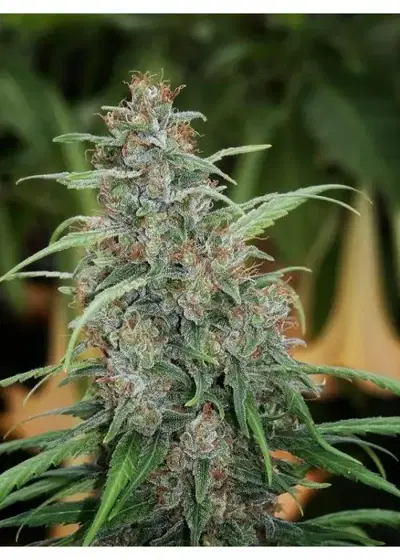 Fast N' Glorious by Mandala, Photoperiod cannabis strain