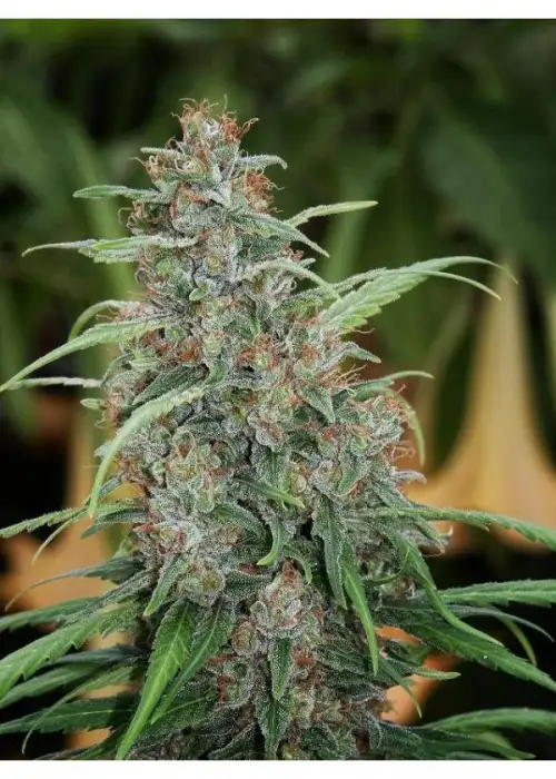 Fast N' Glorious by Mandala, Photoperiod cannabis strain
