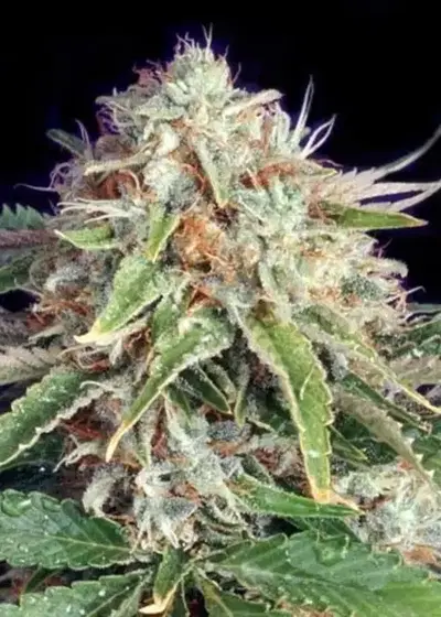 Fast Ryder I by The Bulldog Seeds, Autoflower cannabis strain