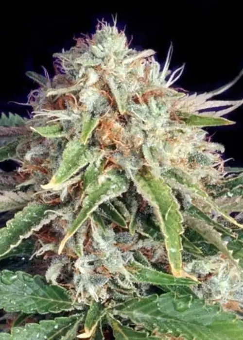 Fast Ryder II by The Bulldog Seeds, Autoflower cannabis strain