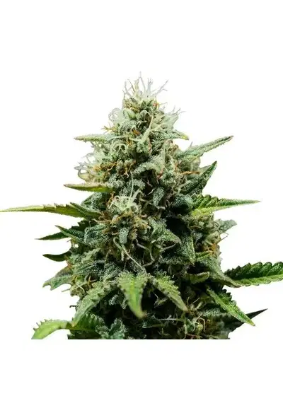 Fat Banana Auto by STRNG Seeds, Autoflower cannabis strain