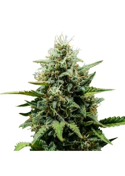 Fat Banana Auto by STRNG Seeds, Autoflower cannabis strain