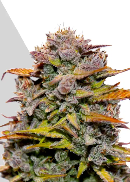 Fat Bastard by Cool Beans cannabis strain