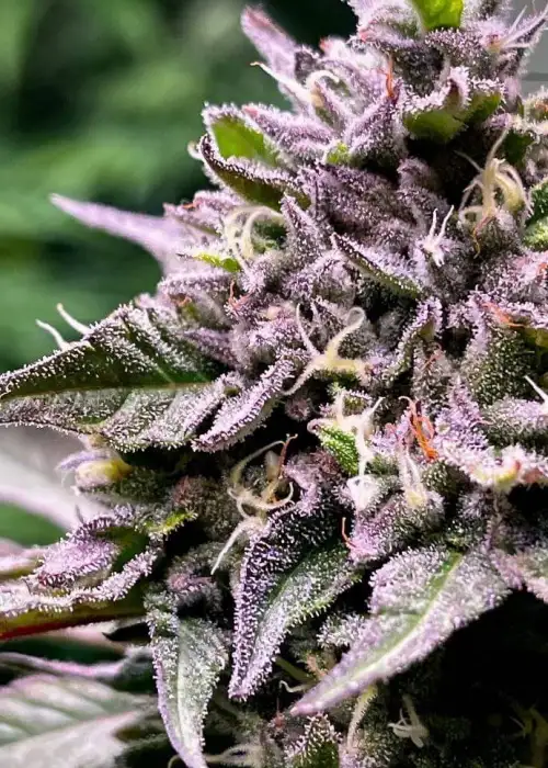 Fat Freddy’s cat by Nasha Genetics, Photoperiod cannabis strain