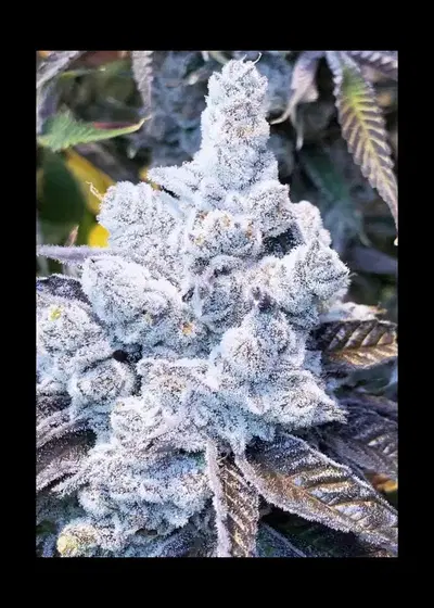 Fat Purple Pie by In House Genetics, Photoperiod cannabis strain
