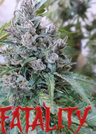 Fatality by Speedrun Seeds, Autoflower cannabis strain