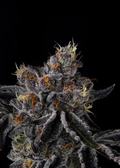 Fiestaz by Wizard Trees, Photoperiod cannabis strain