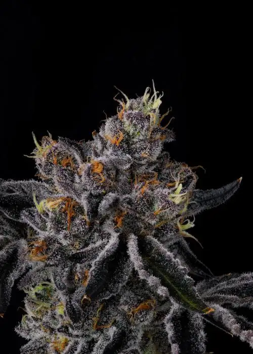 Fiestaz by Wizard Trees, Photoperiod cannabis strain