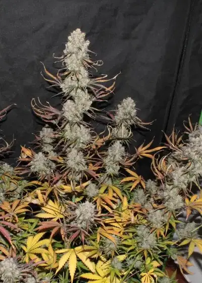 Fighting Gorillaz Automatic by Urban Legends, Autoflower cannabis strain