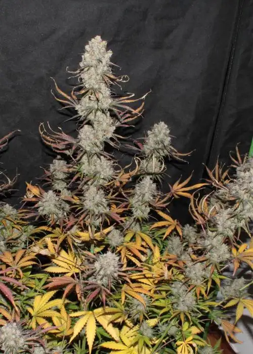 Fighting Gorillaz Automatic by Urban Legends, Autoflower cannabis strain