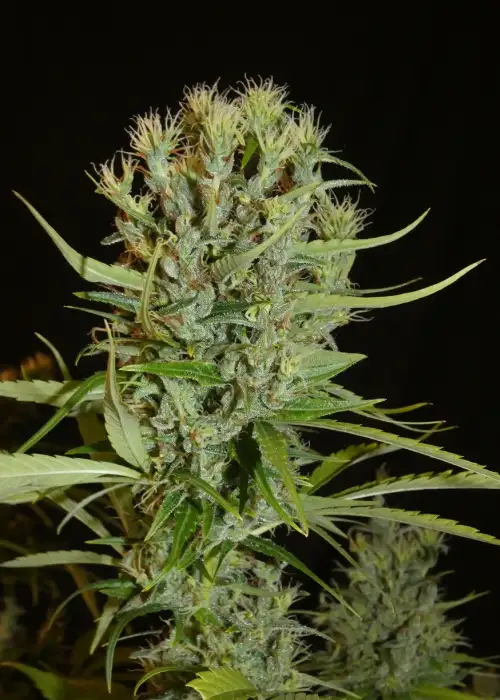 Filipino Kibungan by Khalifa Genetics, Photoperiod cannabis strain