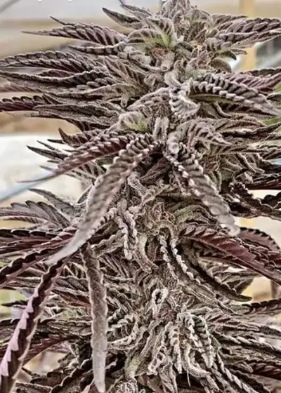 Filmore Slim by Purple City Genetics, Photoperiod cannabis strain