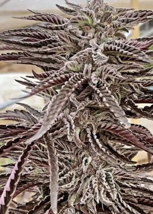 Filmore Slim by Purple City Genetics, Photoperiod cannabis strain