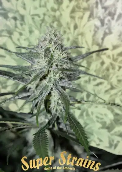 Fini autoflowering by Super Strains, Autoflower cannabis strain