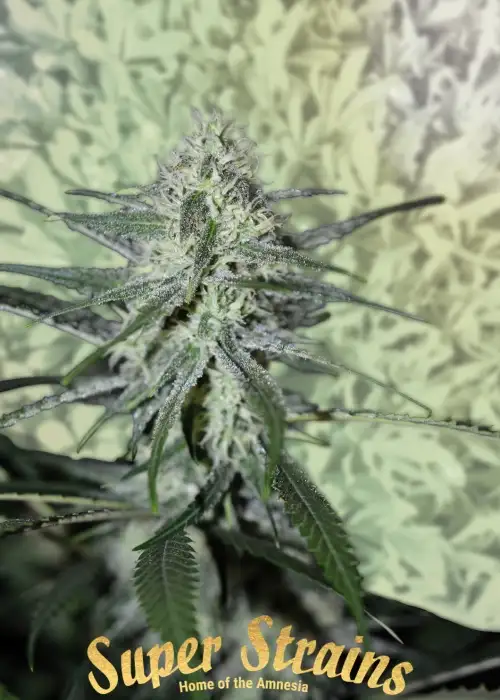 Fini autoflowering by Super Strains, Autoflower cannabis strain