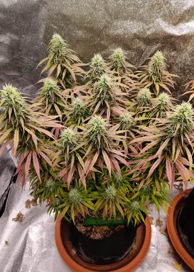Fire OG Kush by Big Head Seeds, Photoperiod cannabis strain