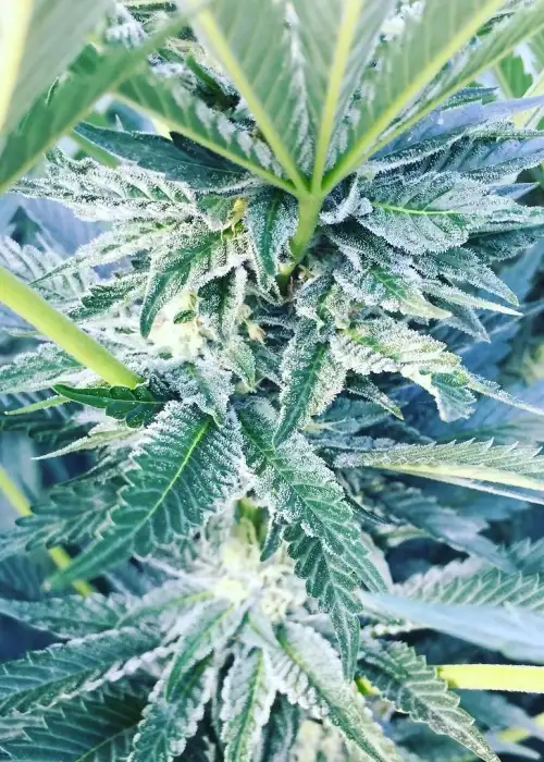 Firedawg OG by Relentless Genetics, Photoperiod cannabis strain