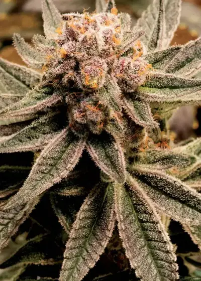 First Light by DJ Short, Photoperiod cannabis strain