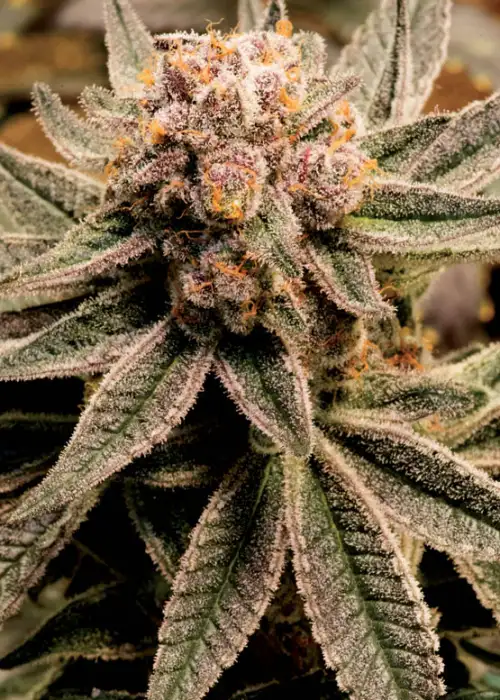 First Light by DJ Short, Photoperiod cannabis strain