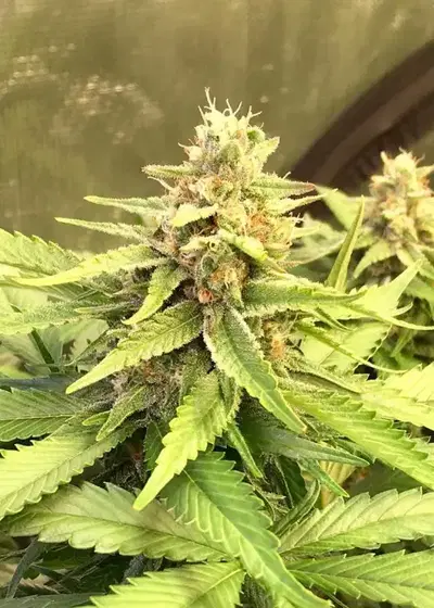 Five Star by Mass Medical Strains, Photoperiod cannabis strain