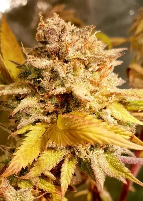 Fizzy Peach by Holy Smoke Seeds, Photoperiod cannabis strain