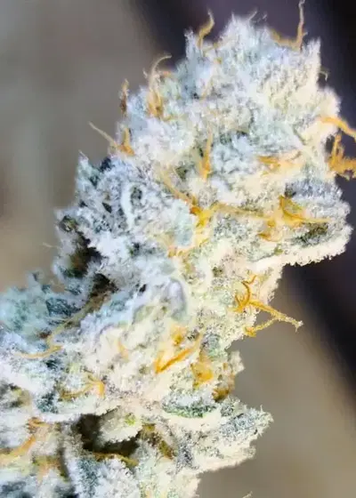 Flap Jacks by In House Genetics, Photoperiod cannabis strain