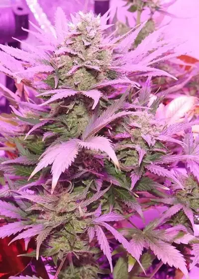 Flash Babylon by Samsara Seeds, Autoflower cannabis strain