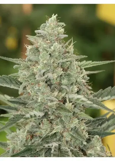 Flashberry by Mandala, Photoperiod cannabis strain