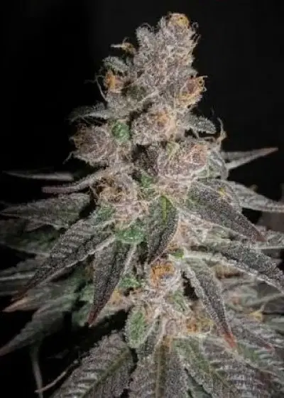 Flo by DJ Short, Photoperiod cannabis strain